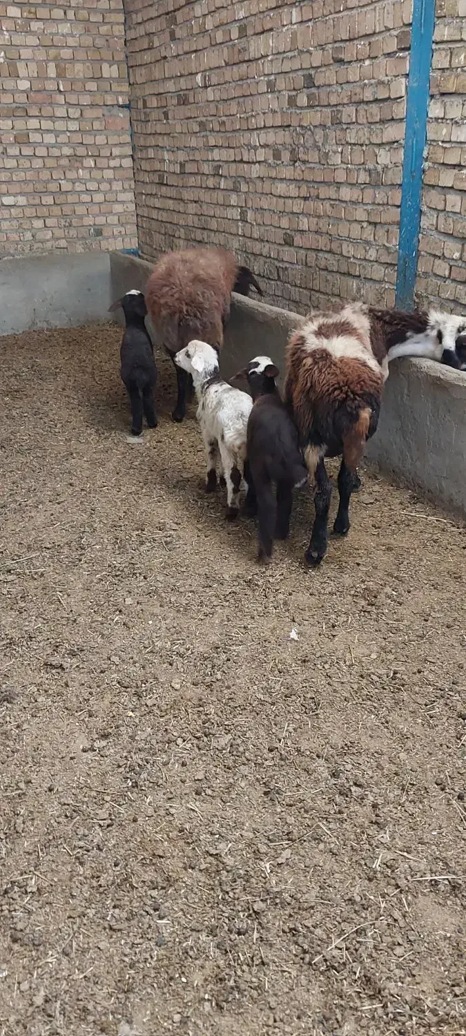 دو میش و سه بره  افشاری دو تا از بره ها نر هستن|حیوانات مزرعه|بروجرد, |دیوار