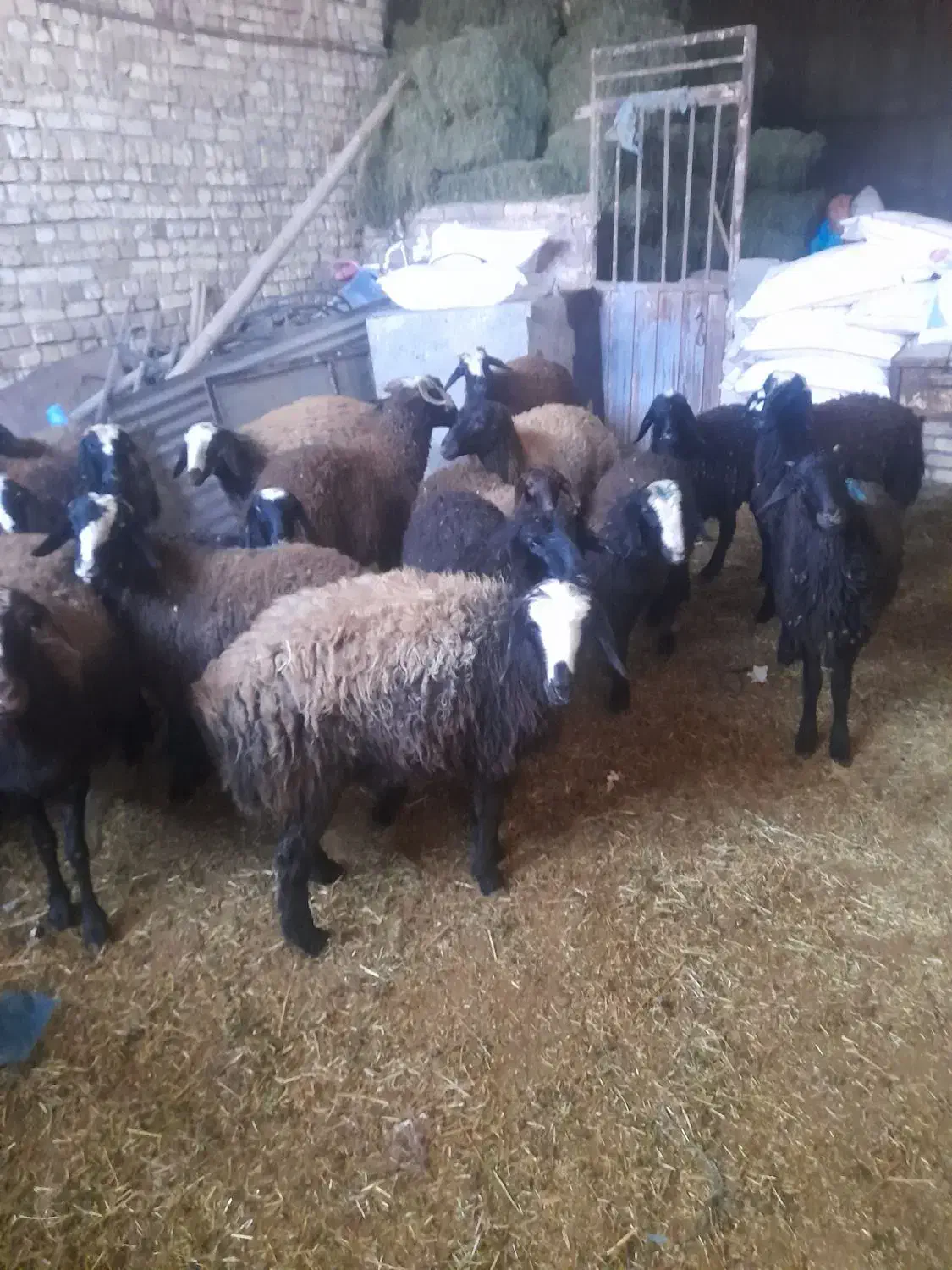 ۲۵بره،ماده،ونرفروشی|حیوانات مزرعه|دشتابی, |دیوار