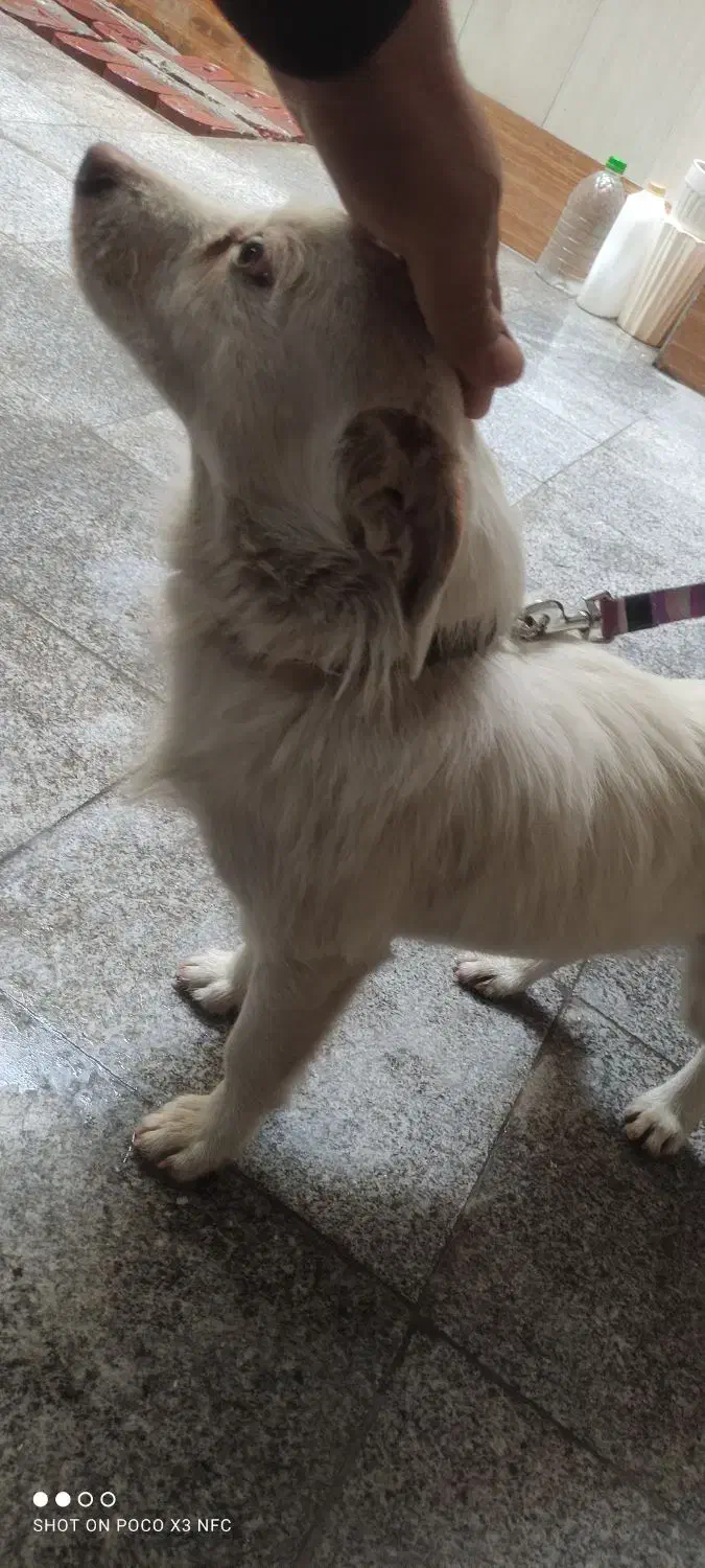 سگ اشپیتز|سگ|تهران, شادآباد|دیوار