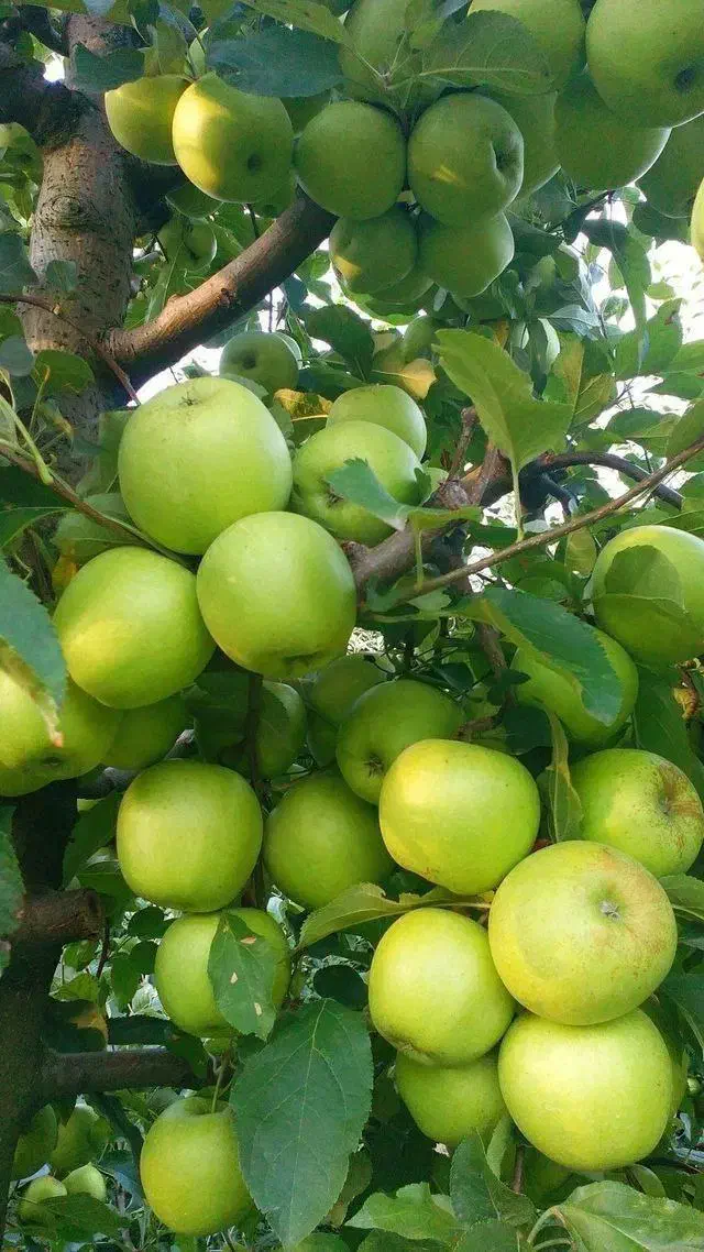 نهالستان همه رقم های کمیاب|خدمات باغبانی و درختکاری|بروجرد, |دیوار