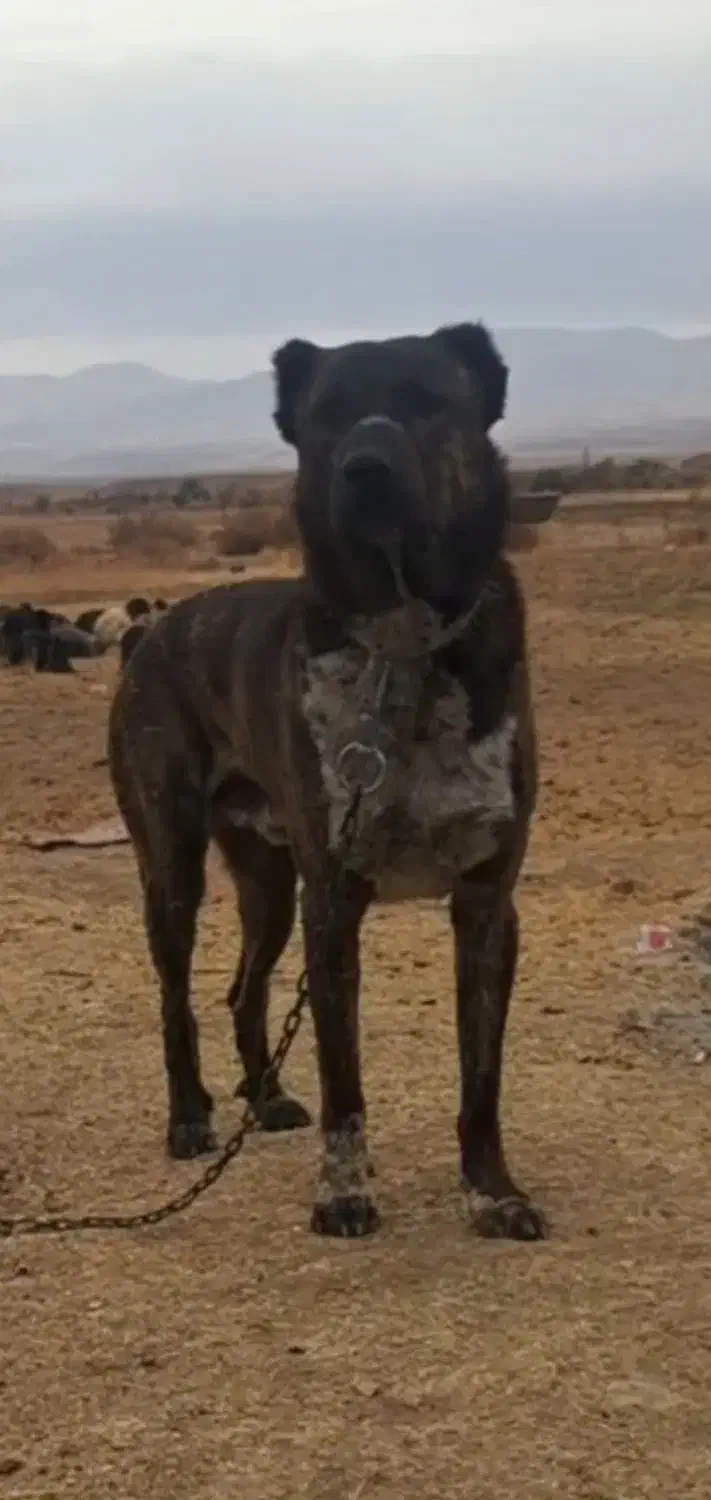 نر افقان|سگ|آبگرم, |دیوار