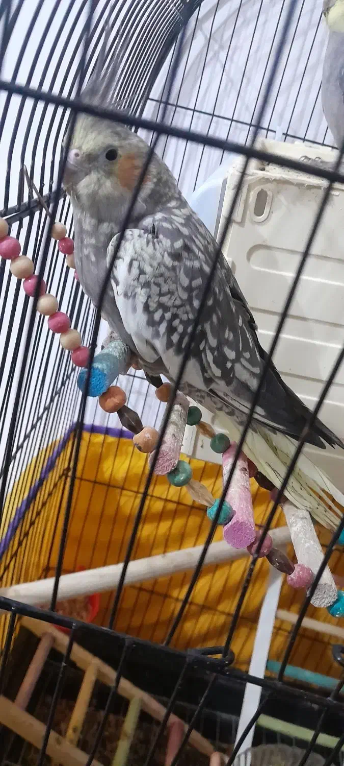 عروس هلندی ماده|پرنده|نهاوند, |دیوار