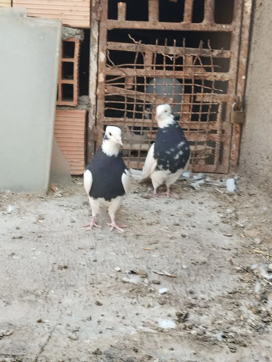 کبوتر کربلایی|پرنده|شال, |دیوار