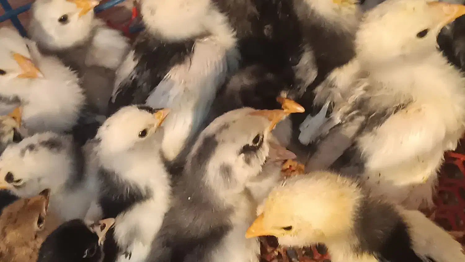 جوجه گلین لوری اصیل ریشو|حیوانات مزرعه|رباطکریم, رباطکریم|دیوار