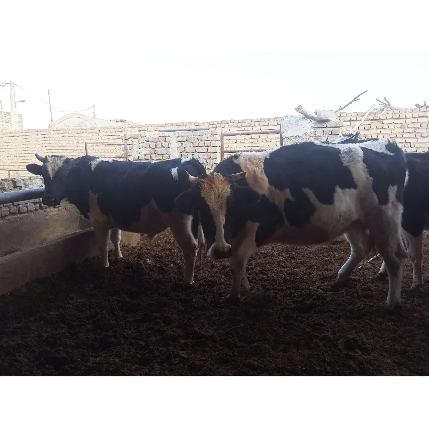 2راس گوساله|حیوانات مزرعه|قم, صفاشهر|دیوار