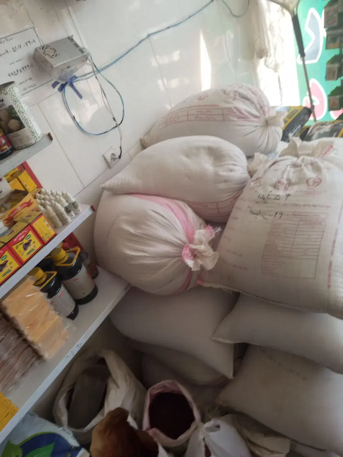 گندم رقم کانورتا|گل و گیاه طبیعی|مشهد, شهید شهریاری|دیوار