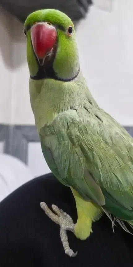 طوطی ملنگو دستی|پرنده|فرخشهر, |دیوار