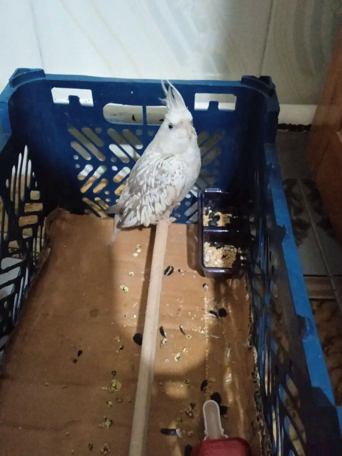 عروس هلندی ایزابلا|پرنده|آذرشهر, |دیوار