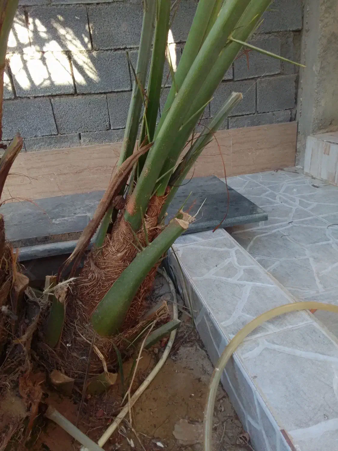 دوتا پاجوش برحی|گل و گیاه طبیعی|چغادک, |دیوار