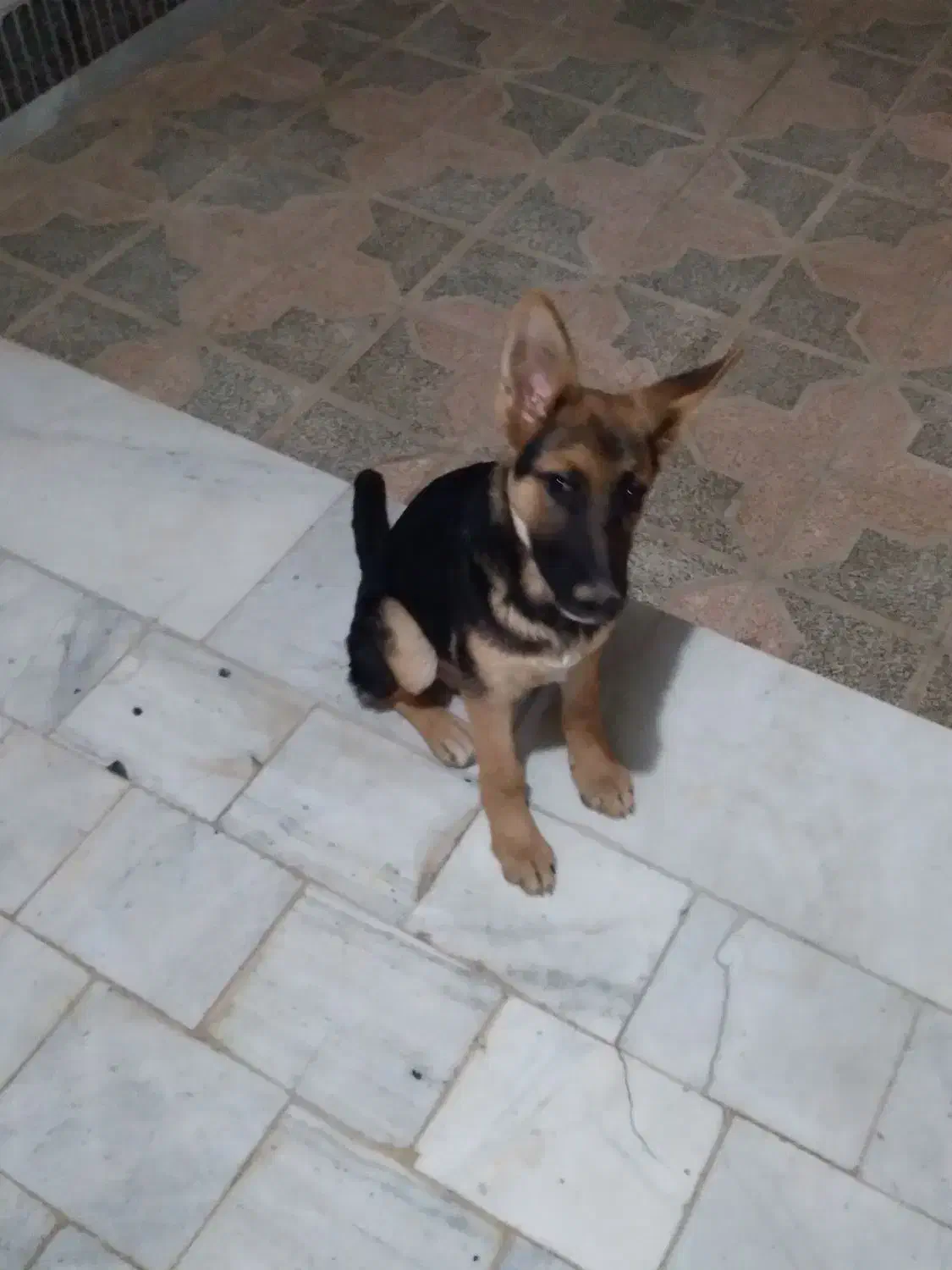 سگ اصیل ژرمن|سگ|شاهینشهر, گرگاب|دیوار