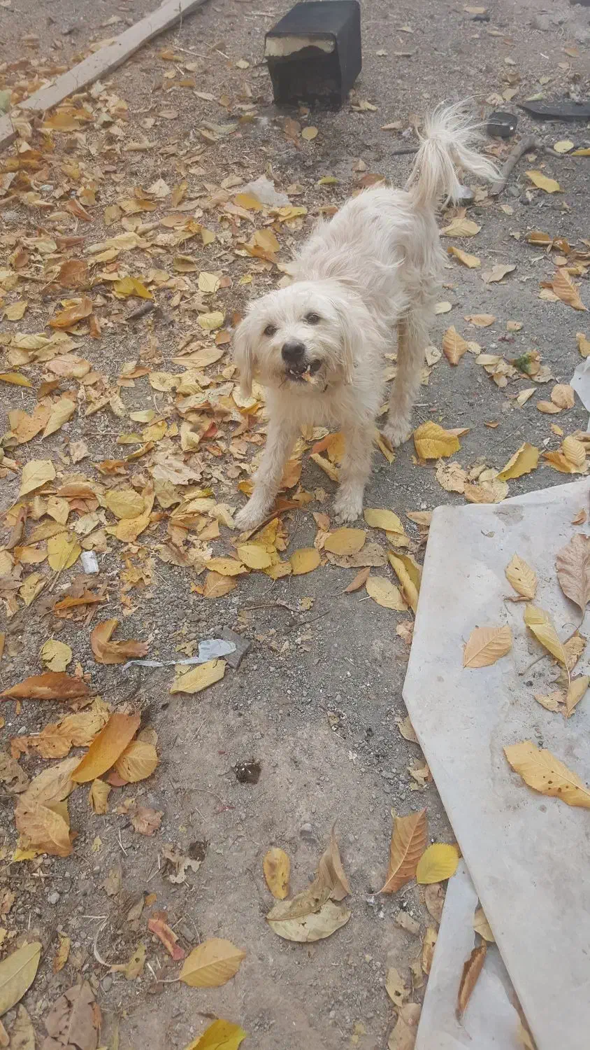 سگ پاکوتا شکاری|سگ|خلخال, |دیوار