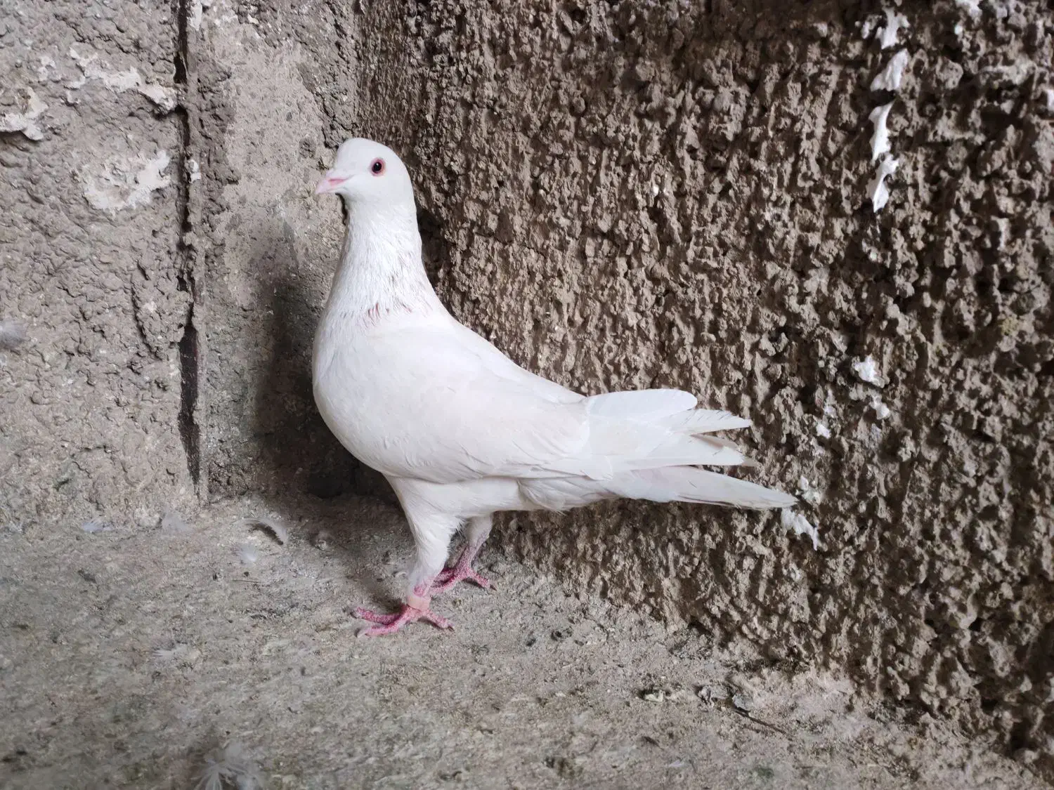 کفتر یجایی|پرنده|ری, شهرک نظامی|دیوار