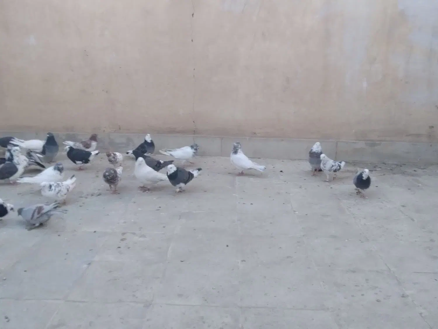 کفتر پرشی تهرانی|پرنده|شهریار, شهرک مصطفی خمینی|دیوار