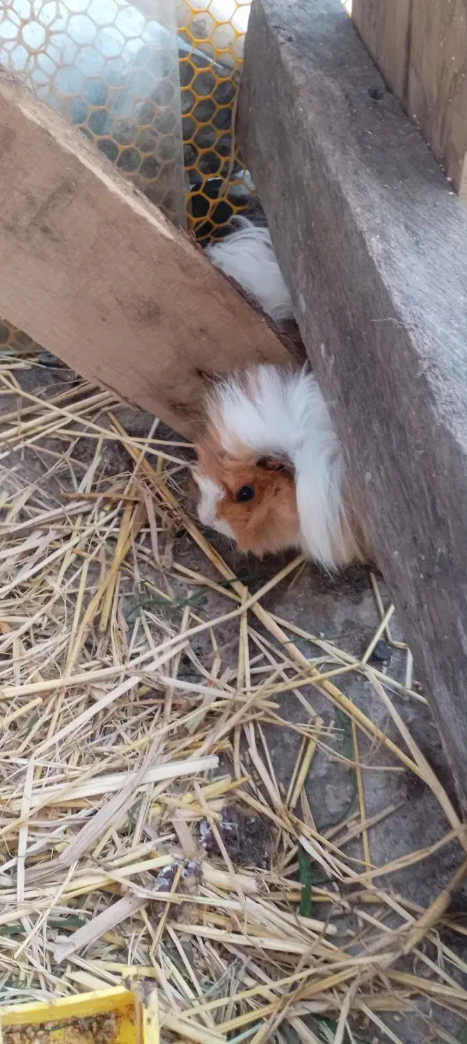 خوکچه هندی|موش و خرگوش|آستارا, |دیوار