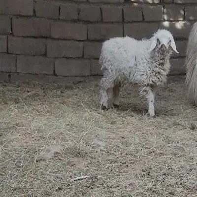 کاور ماده|حیوانات مزرعه|فهرج, |دیوار