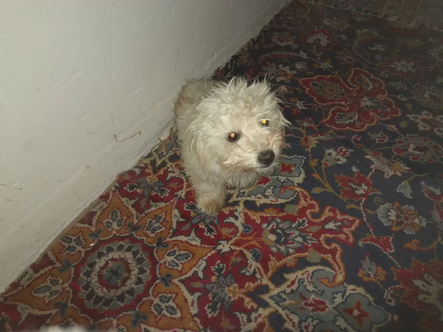 واگذار دوتا سگ پاپی ماده یکیشون بار داره|سگ|داران, |دیوار