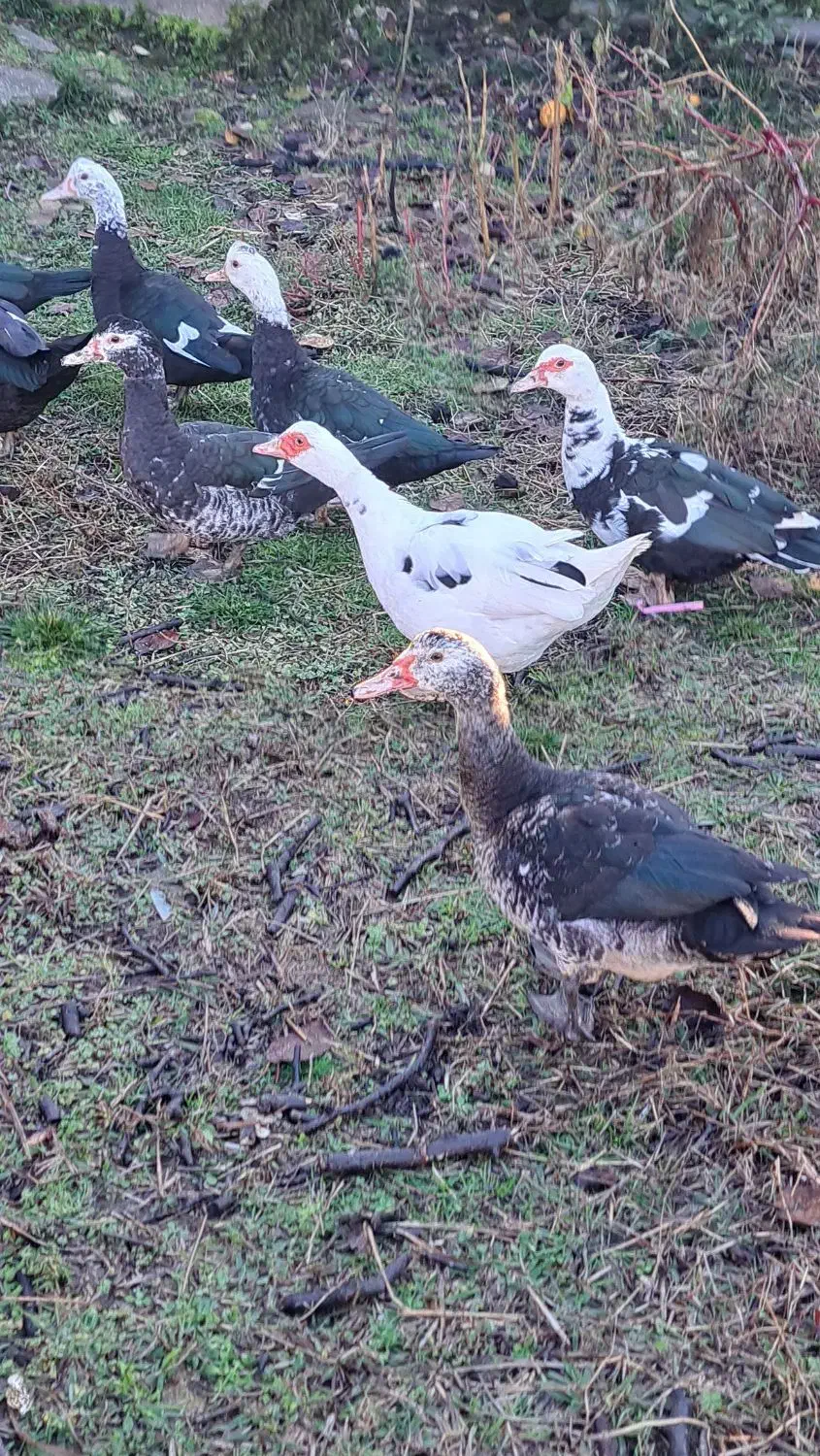 اردک و بوقلمون|حیوانات مزرعه|پره‌سر, |دیوار