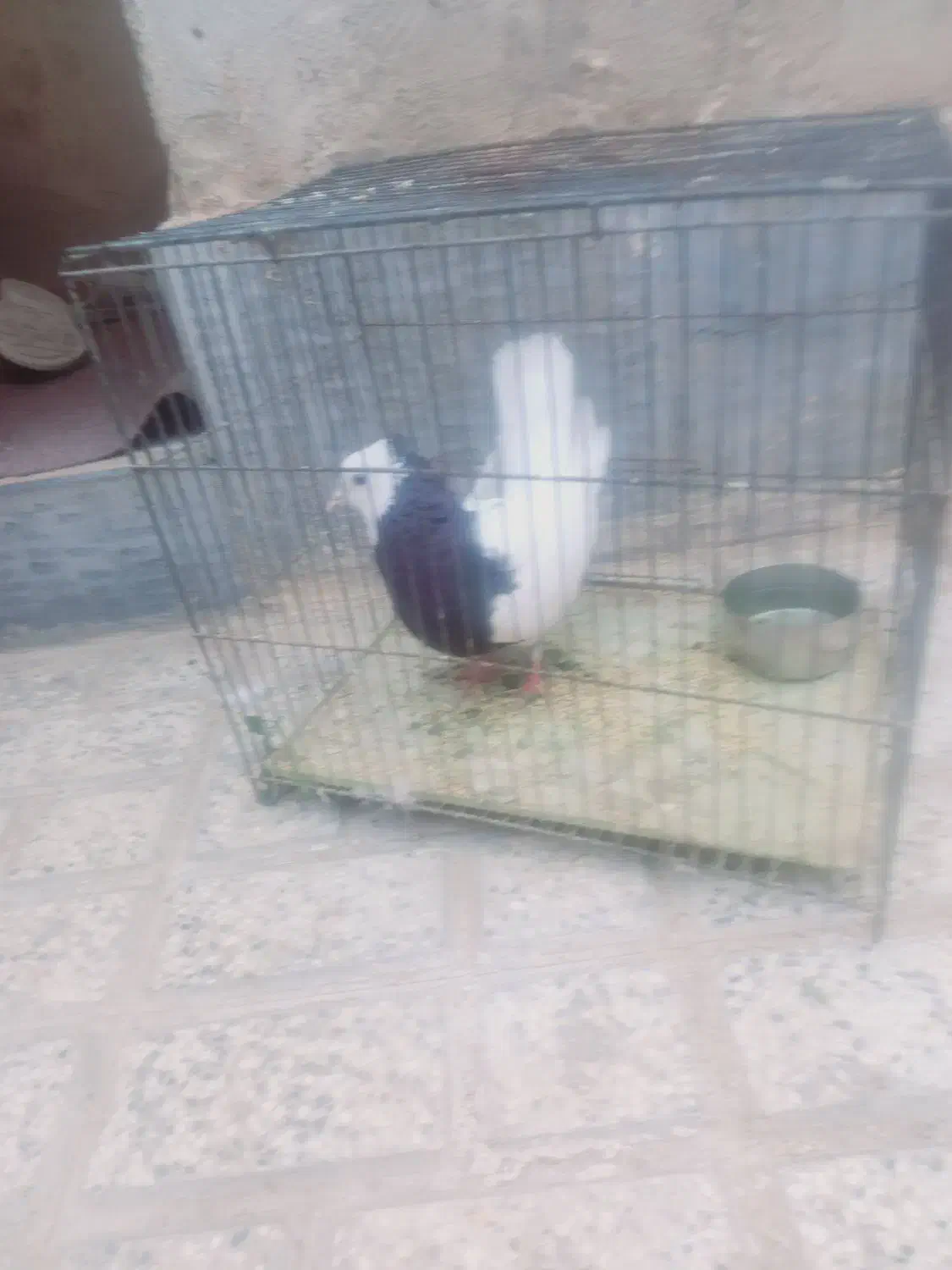 طوقی سالم|پرنده|جغتای, |دیوار