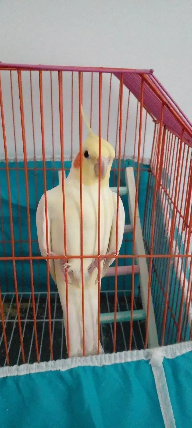 طوطی عروس لوتیتو|پرنده|رودسر, |دیوار