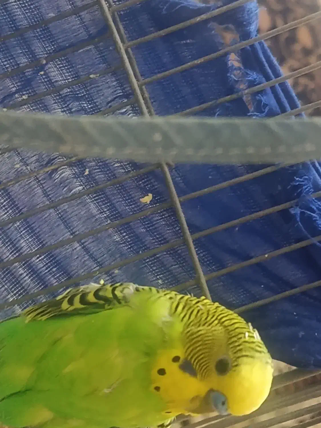 مرغ عشق|پرنده|فولادشهر, فولادشهر|دیوار