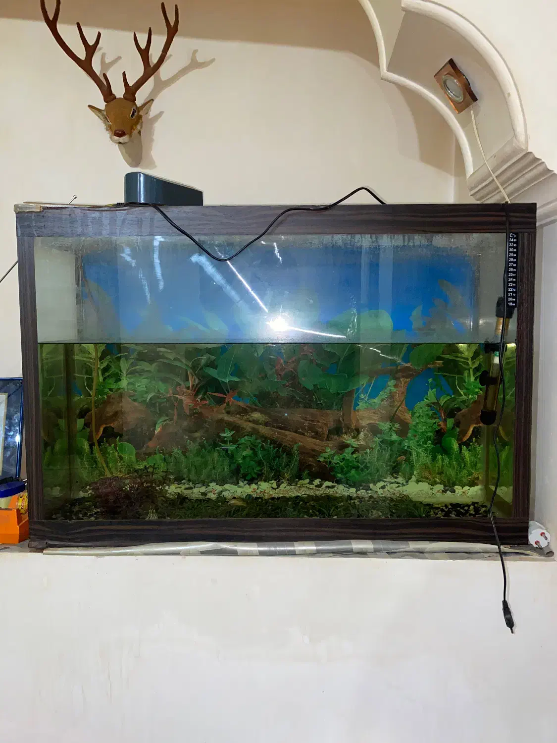 اکواریوم|ماهی|میانه, |دیوار