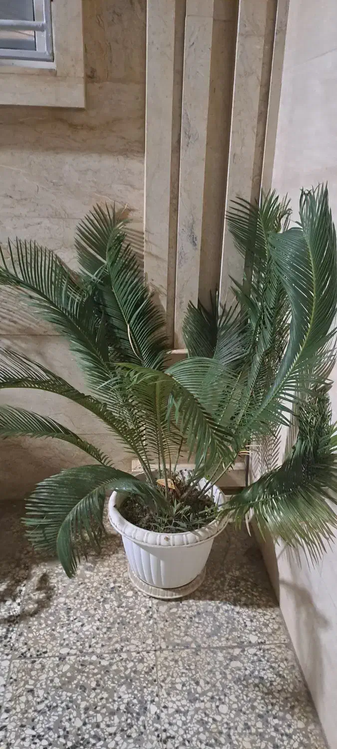 درختچه زینتی سیکاس|گل و گیاه طبیعی|گنبد کاووس, |دیوار