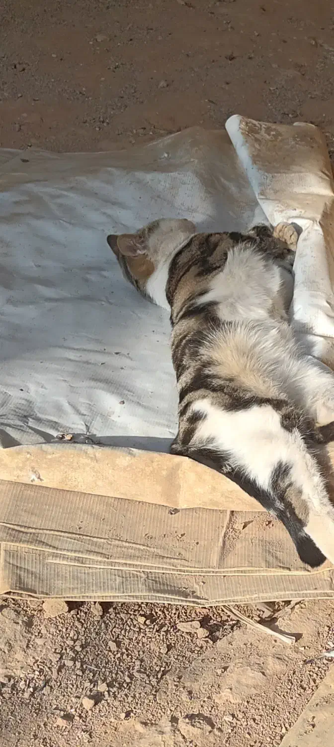 گربه پیدا شده|حیوانات|یزد, |دیوار