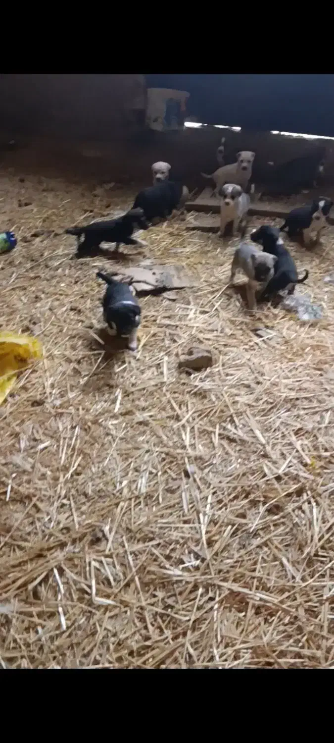 ۷تا توله قدر جونی با مادر|سگ|رزن, |دیوار