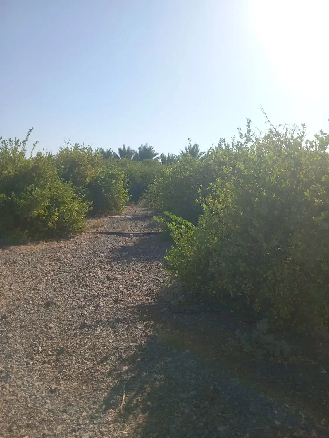 باغ آبنما شهرک ۱۳آبان|فروش زمین و ملک کلنگی|رودان, |دیوار