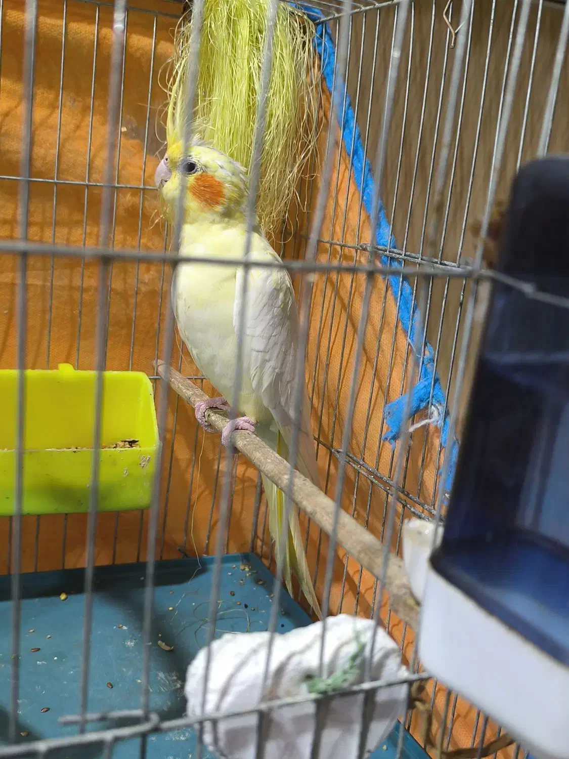 «جفت عروس هلندی مولد خاص(نر دوکت آلبینوکمیاب|پرنده|باوی, |دیوار