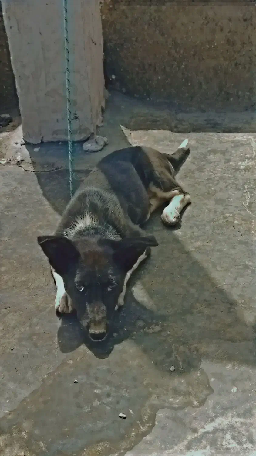 سگ.|سگ|زاهدان, |دیوار