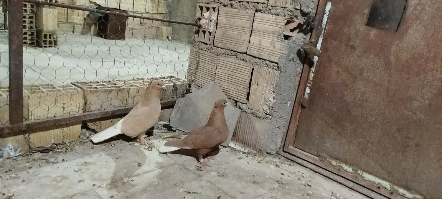 زردم سفید کرمانی کاکلی|پرنده|بیرجند, |دیوار