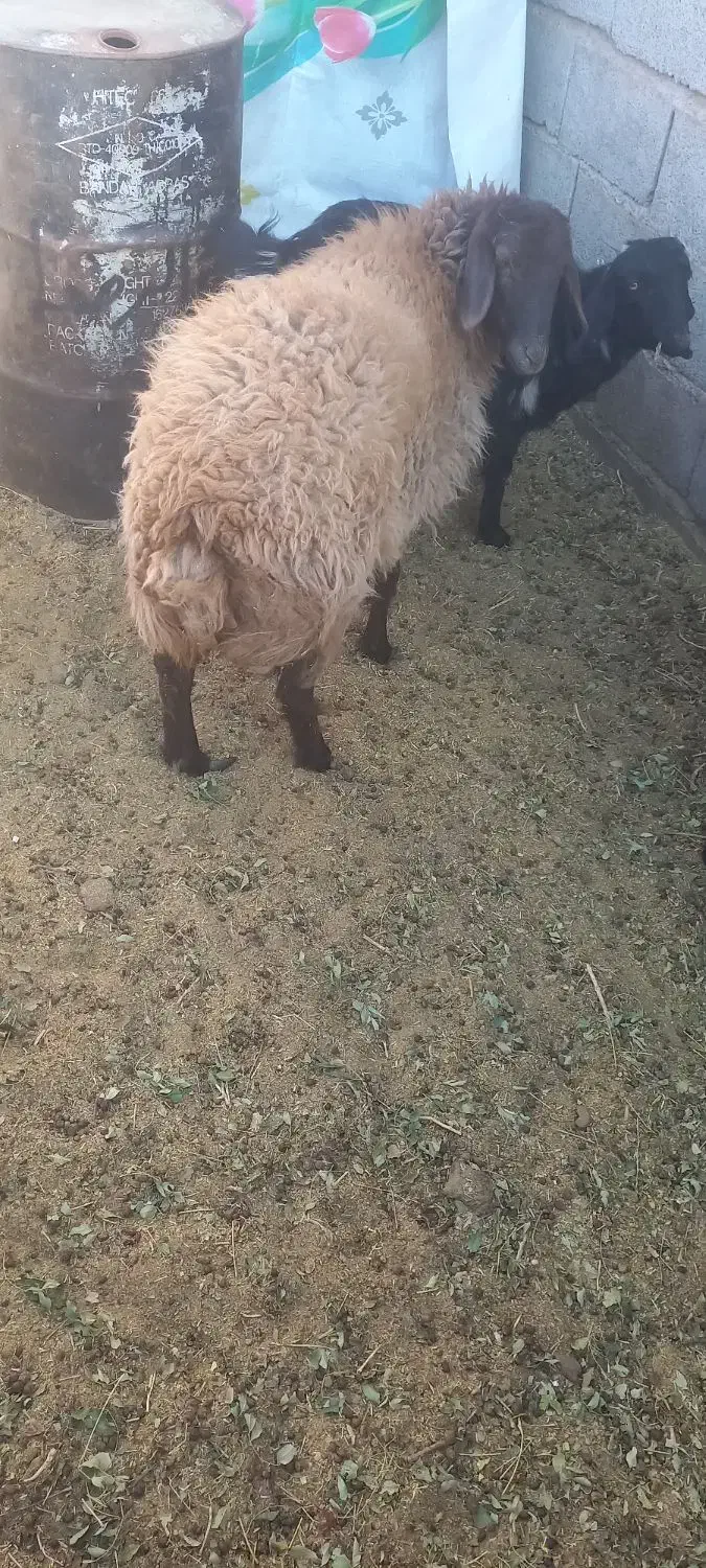 گوسفندفروشی|حیوانات مزرعه|کرمان, |دیوار