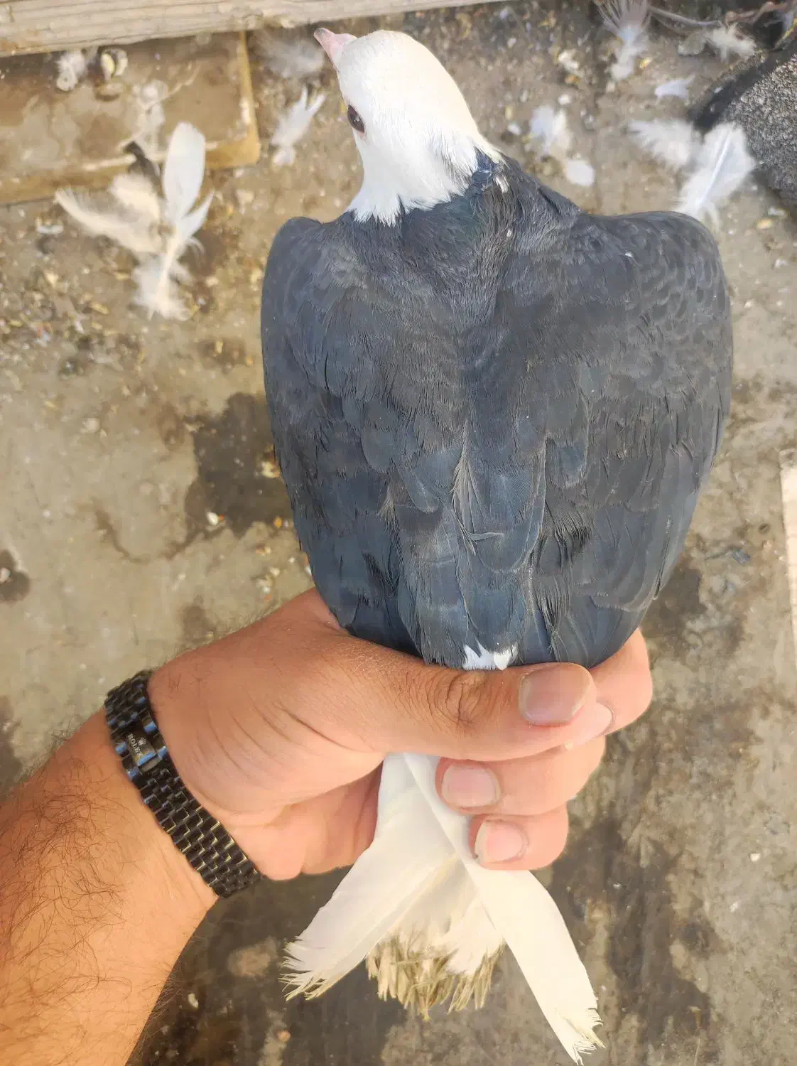 کبوتر شازده ماده|پرنده|اصفهان, مسجد مصلی|دیوار