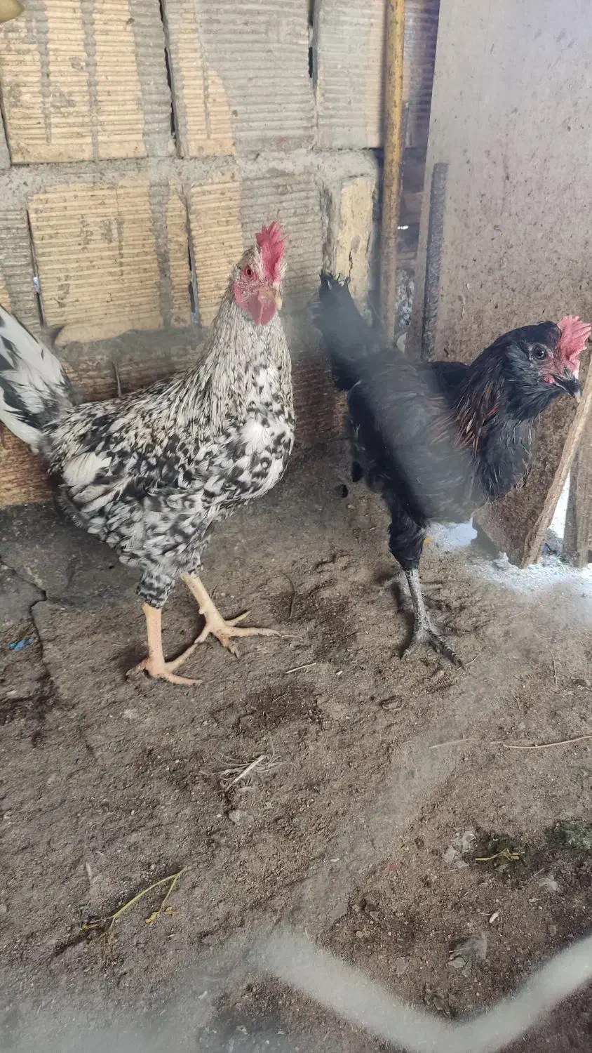 مرغ وخروس خوشگل|حیوانات مزرعه|مبارکه, |دیوار