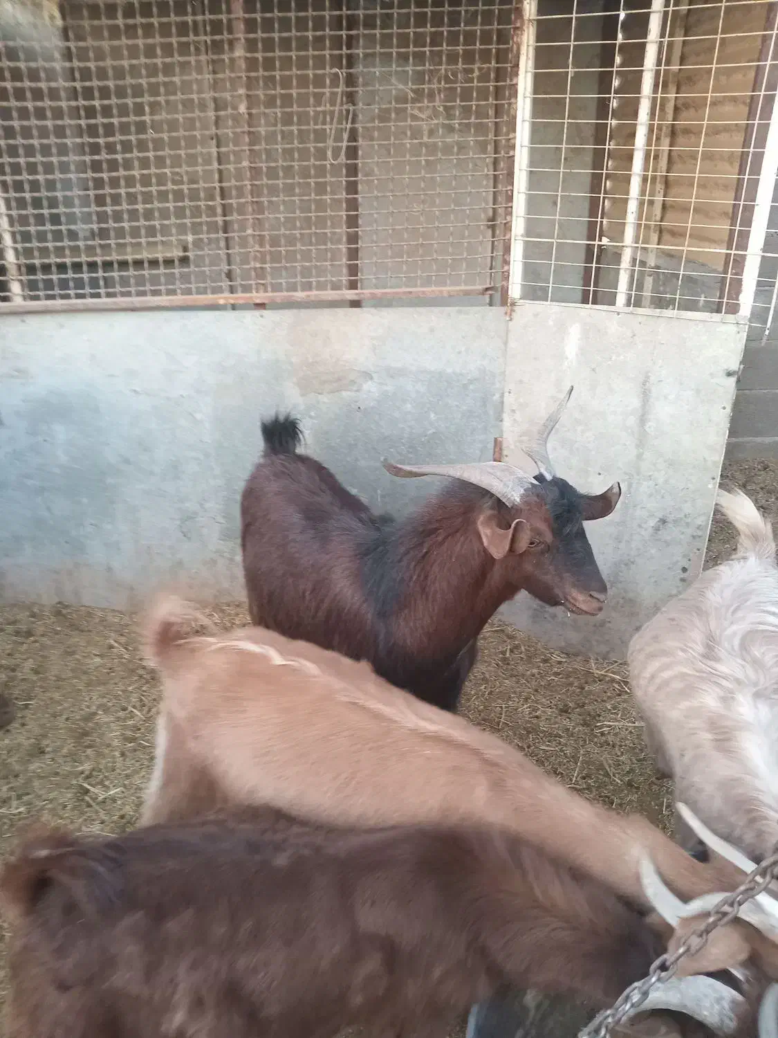 بز نر چپش|حیوانات مزرعه|شاهرود, |دیوار