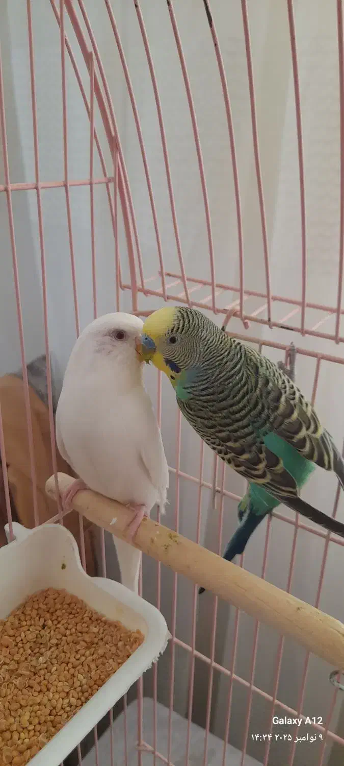 مرغ عشق جفت|پرنده|تبریز, |دیوار