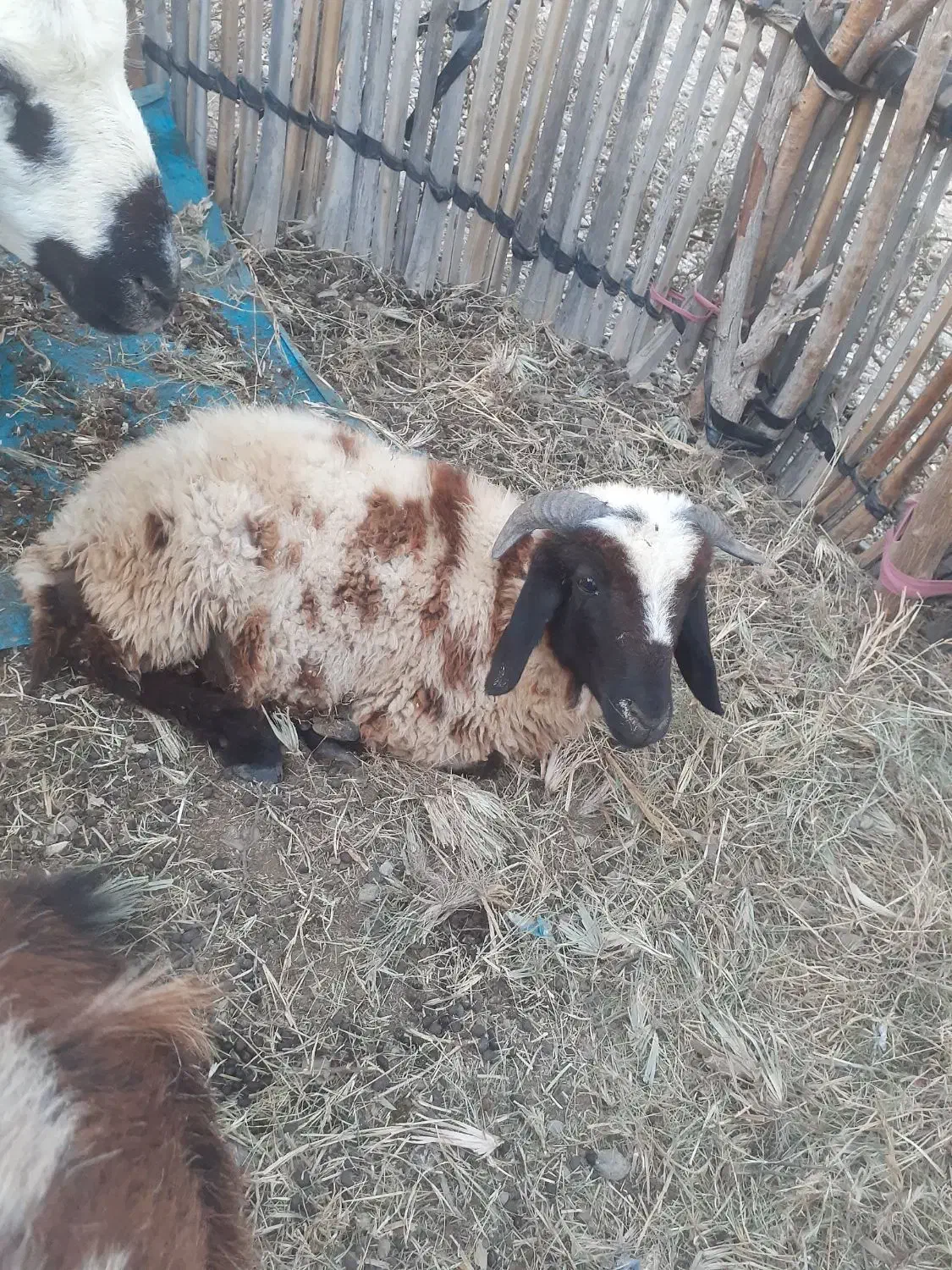 قوچ۱ساله سرحال هشت بندی|حیوانات مزرعه|توکهور, |دیوار