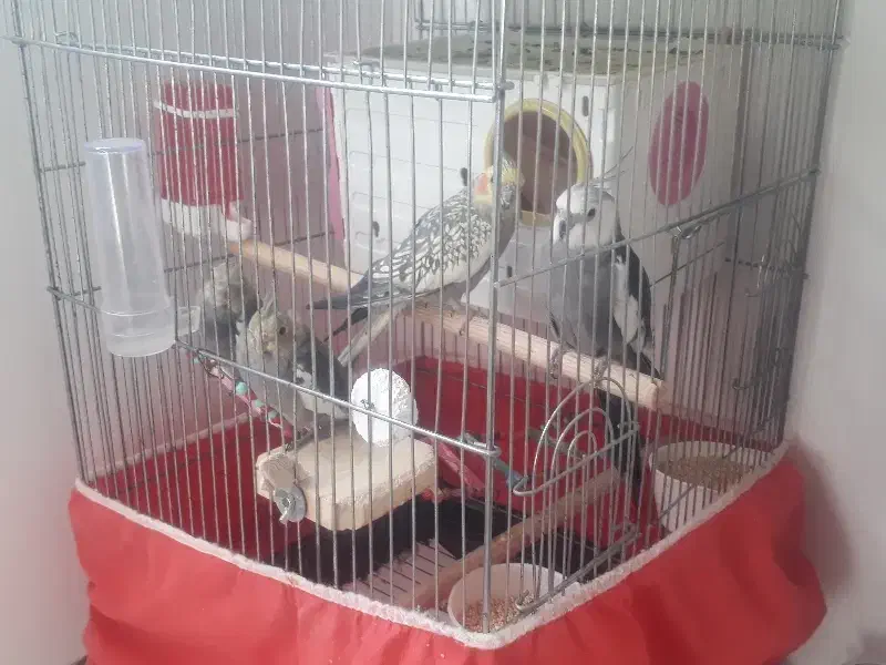 عروس هلندی|پرنده|همدان, |دیوار