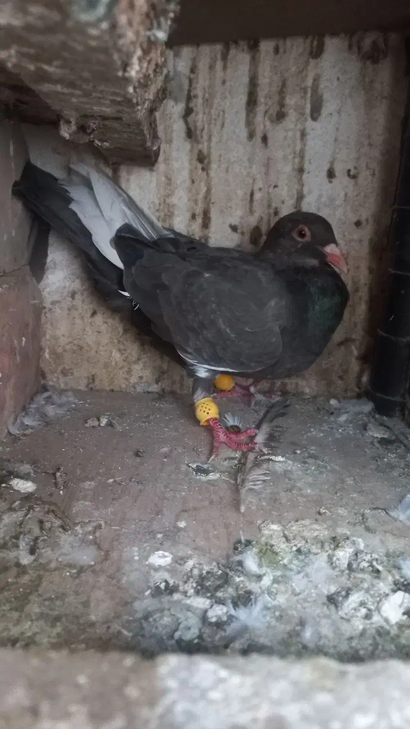 افشون سوسکی کفتر گرفتنی|پرنده|نیشابور, شهرک رضوی|دیوار