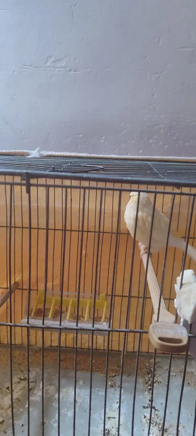 قناری زردزیبا|پرنده|خمینیشهر, |دیوار