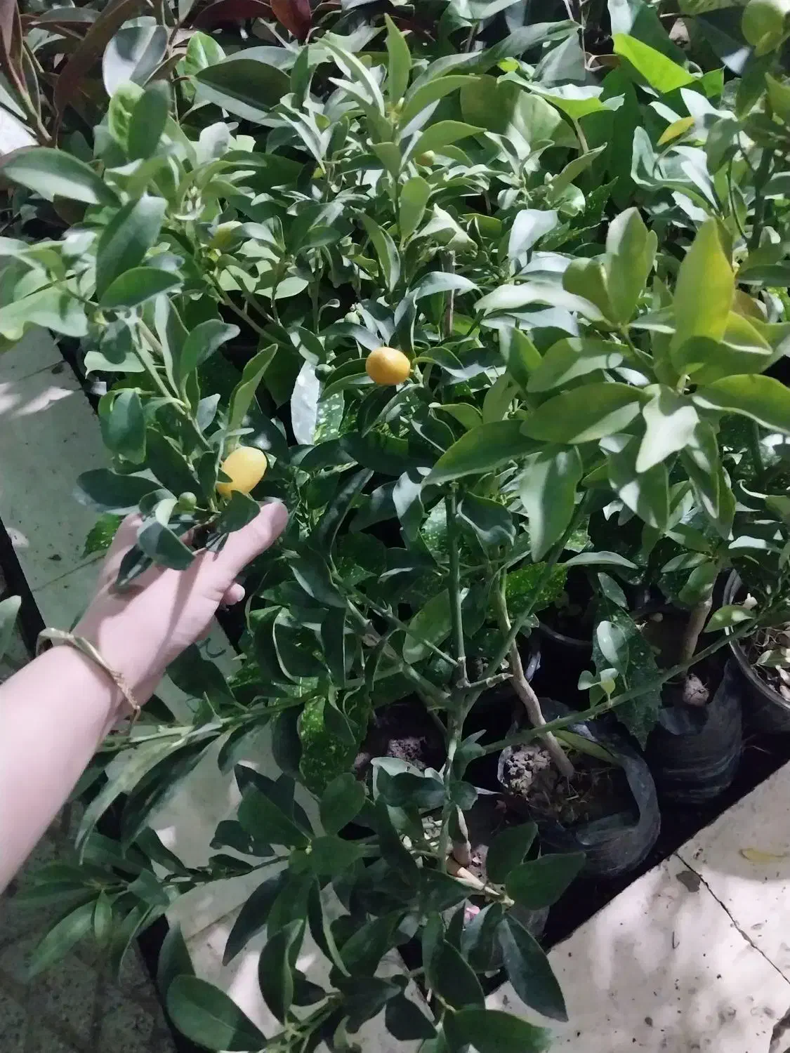 گل شفلر ۱۰۰|گل و گیاه طبیعی|سبزوار, باهنر|دیوار