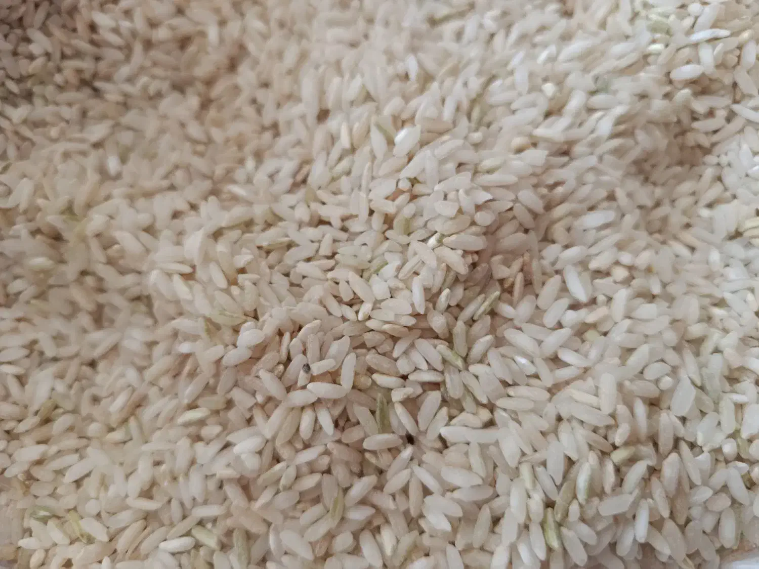 برنج چمپا محلی عنبربو|خوردنی و آشامیدنی|دهدشت, |دیوار