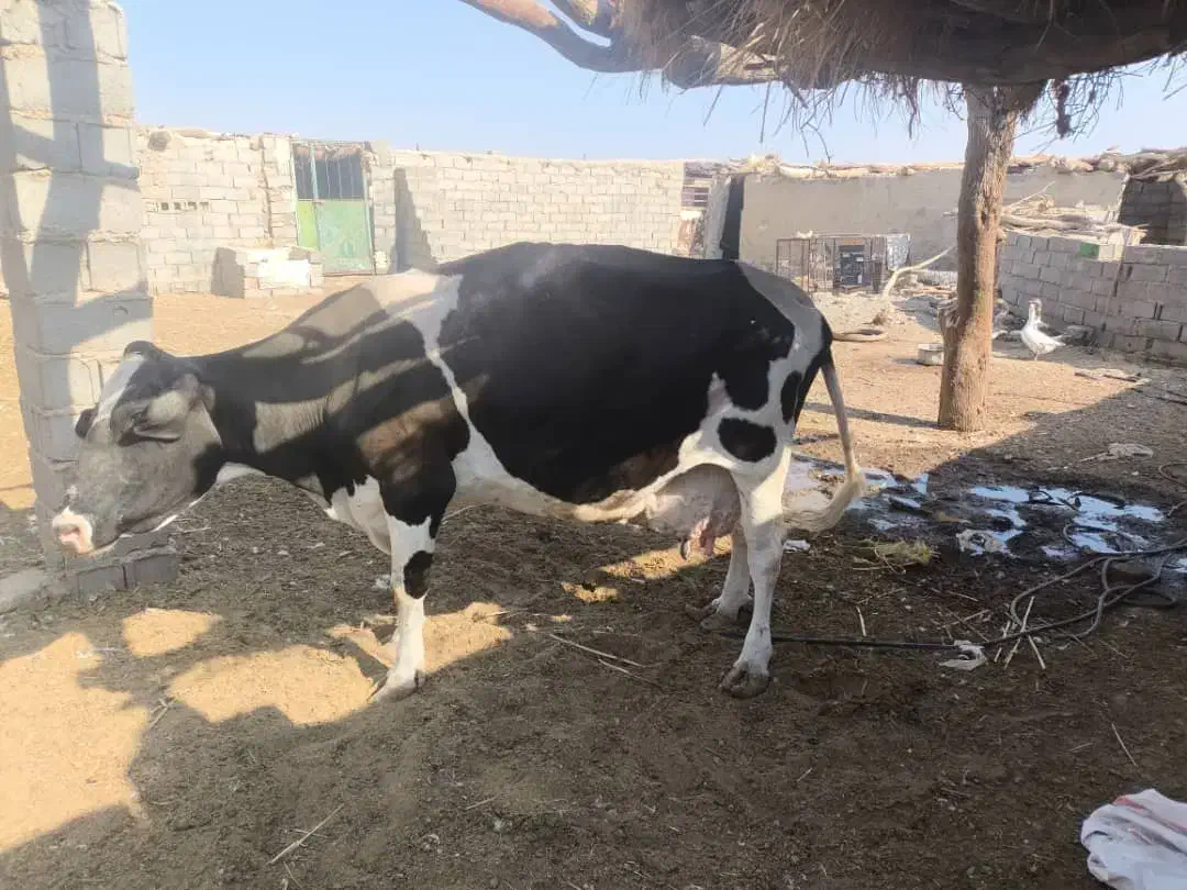 گاو شیری|حیوانات مزرعه|هامون, |دیوار