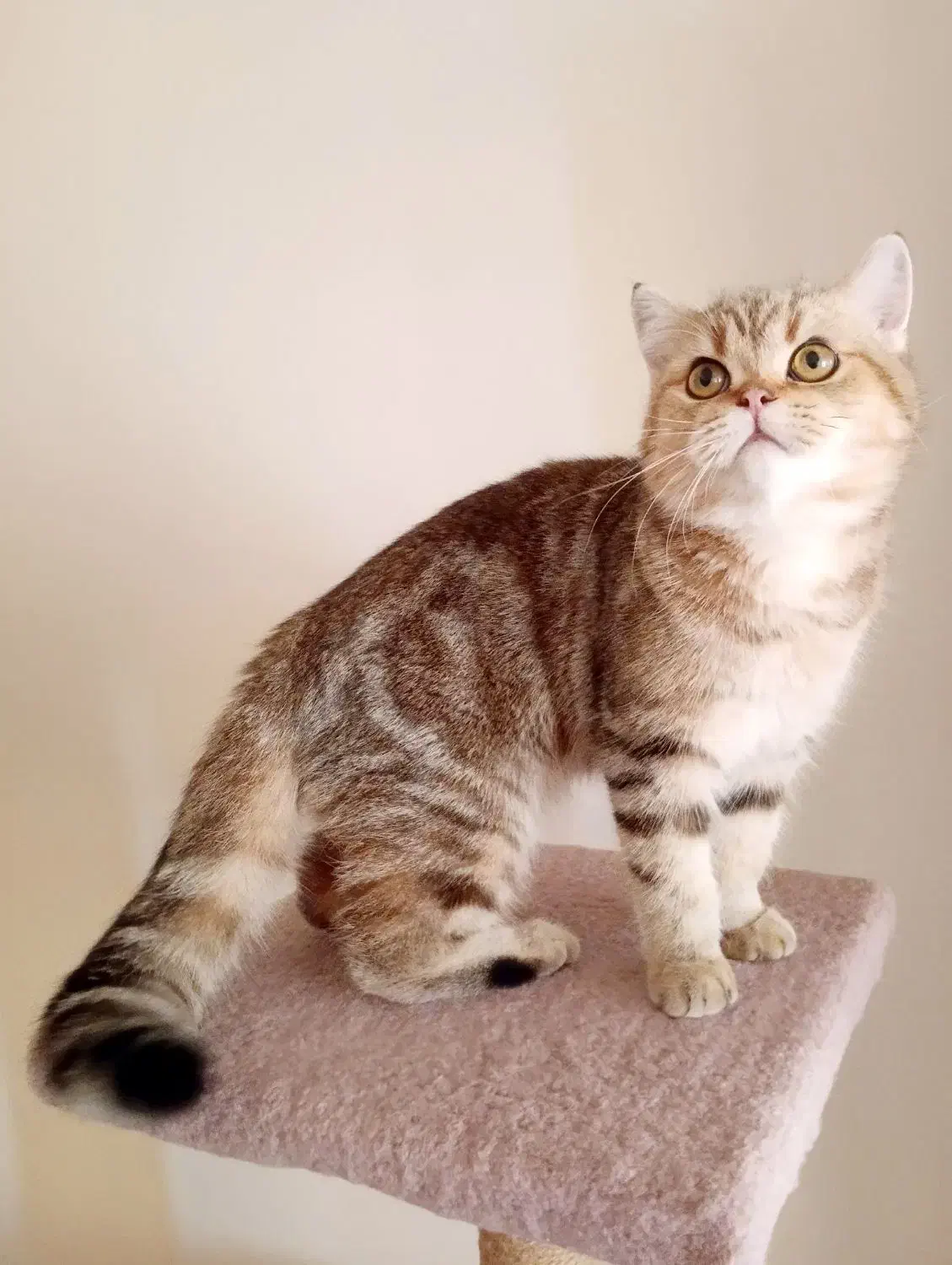 گربه نر بریتیش گلد|گربه|کرج, عظیمیه|دیوار