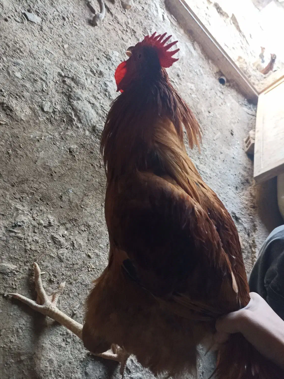 دو عدد خروس کردی خوش قیافه|حیوانات مزرعه|خاو و میرآباد, |دیوار