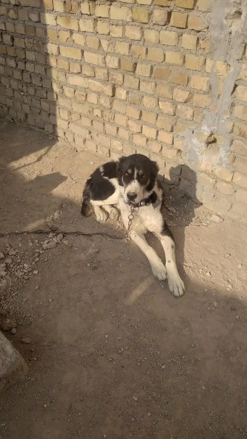 سگ درشت|سگ|قوچان, |دیوار