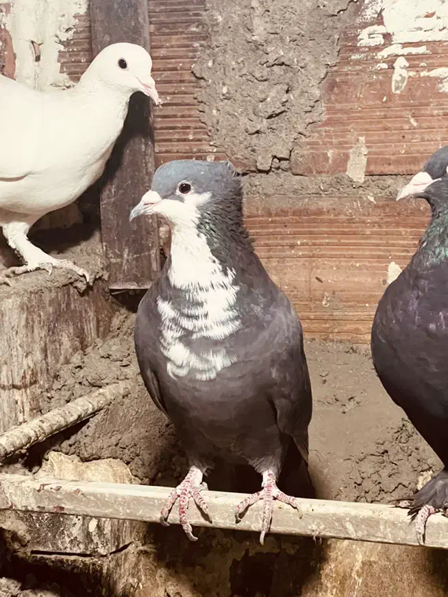 دو تا ماده|پرنده|کرمان, |دیوار