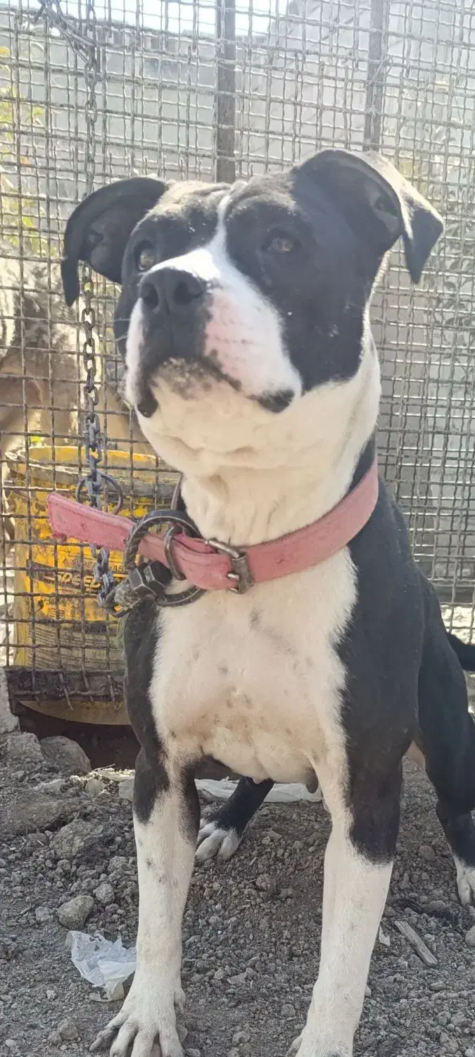 سگ پیتبول|سگ|اصفهان, باغ فردوس|دیوار