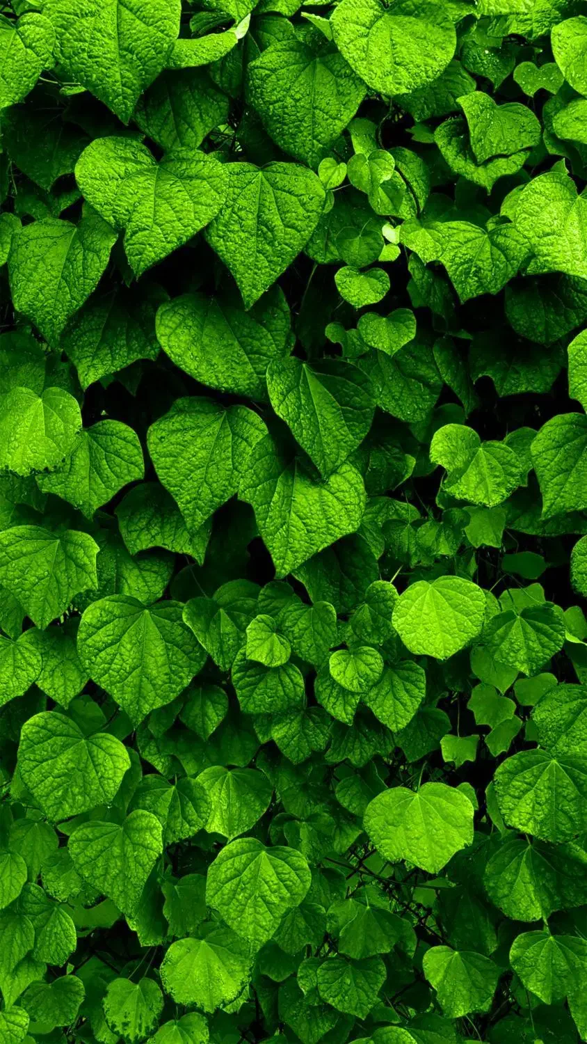 کود شیمیایی مخصوص باغ و گلهای خانگی|خدمات باغبانی و درختکاری|قیدار, |دیوار